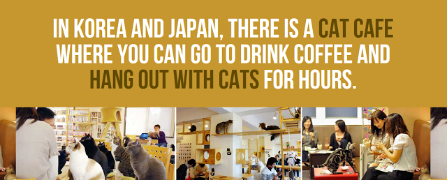 walker art center - In Korea And Japan, There Is A Cat Cafe Where You Can Go To Drink Coffee And Hang Out With Cats For Hours.
