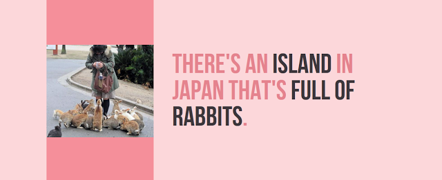 There'S An Island In Japan That'S Full Of Rabbits