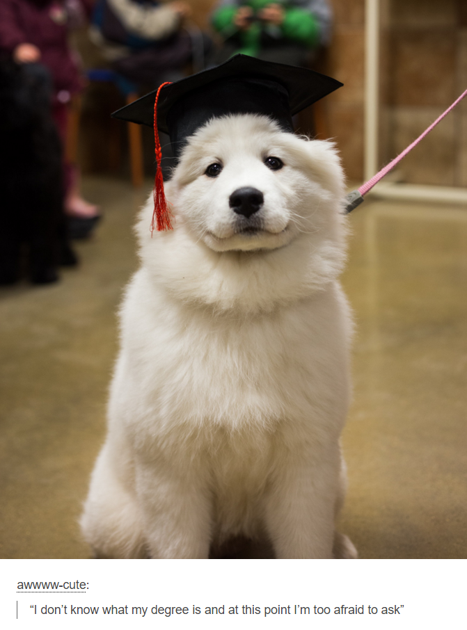 samoyed meme - awwwwcute "I don't know what my degree is and at this point I'm too afraid to ask