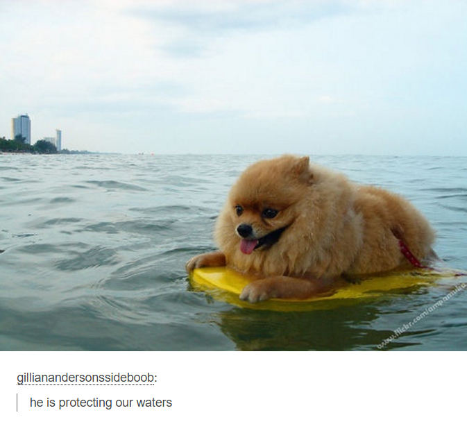pomeranian surfing - Dr.Hickr.comampamnik gillianandersonssideboob | he is protecting our waters