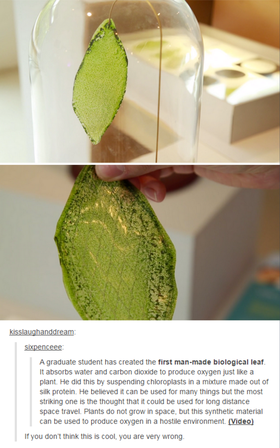 man made biological leaf - Visslaughanddream Sd A graduate student has created the first manmade biological leaf It absorbs water and carbon dioxide to produce cygen just a plant. He did this by suspending chloroplasts in a mixture made out of sik protein
