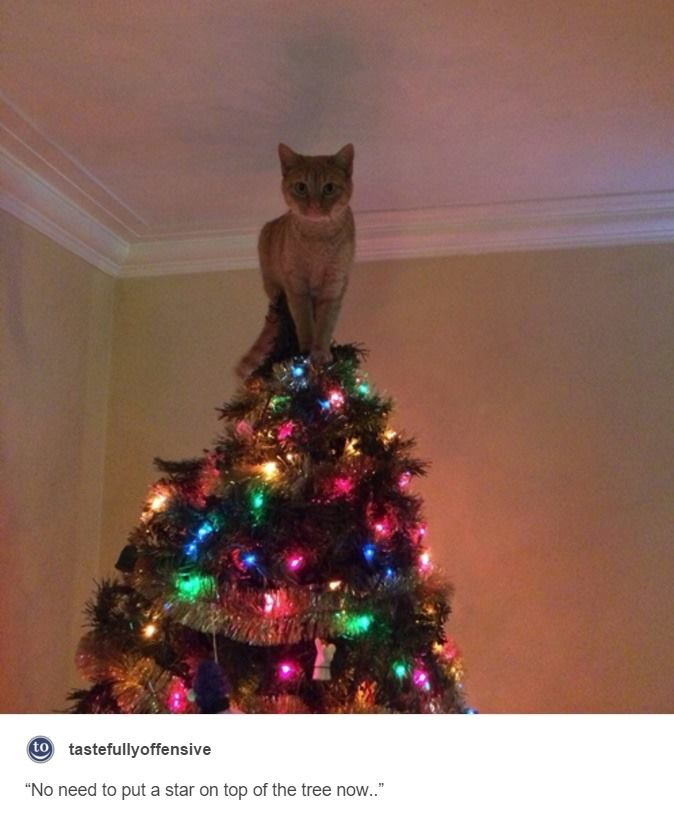 cat angel tree topper - to tastefullyoffensive "No need to put a star on top of the tree now.."