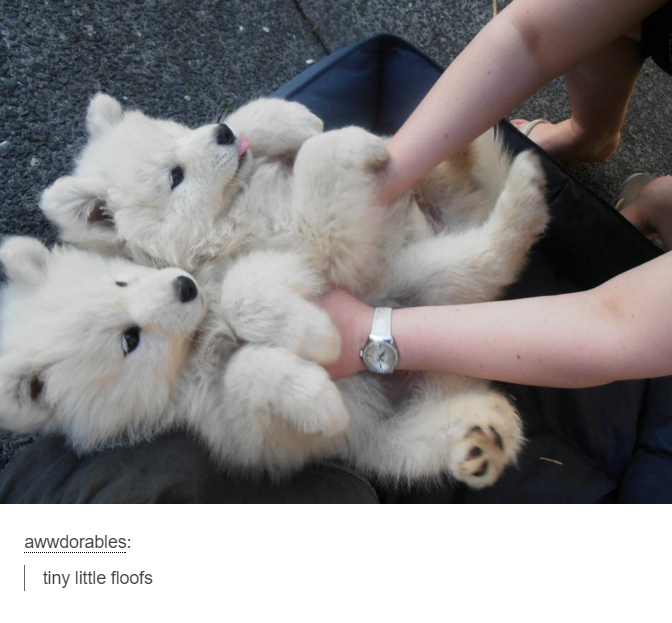 samoyed puppy polar bear - awwdorables tiny little floofs