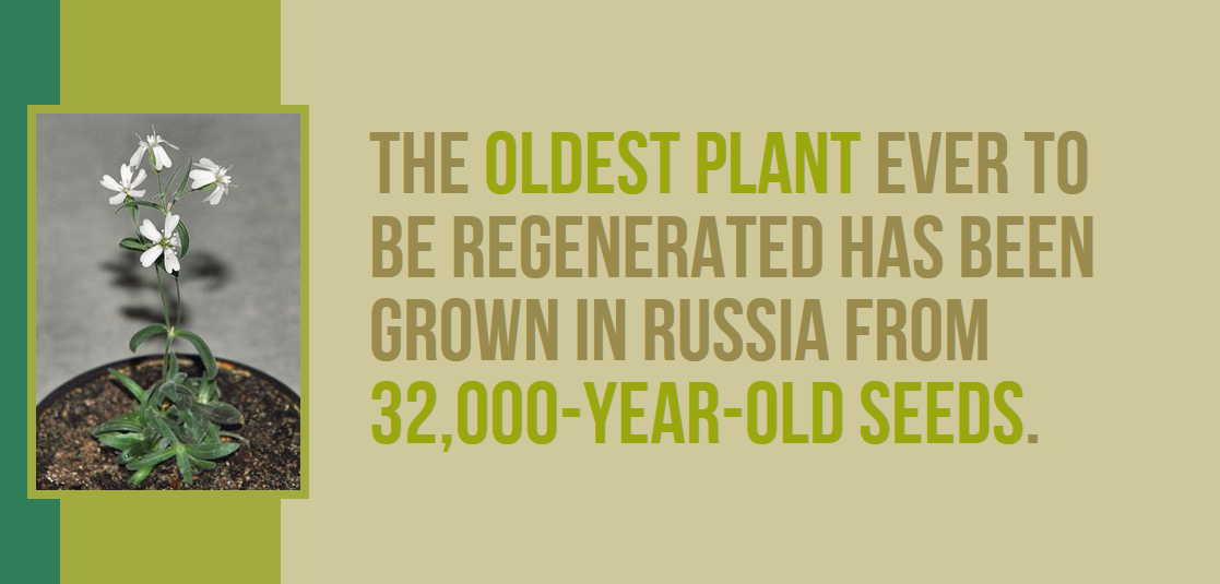 grass - The Oldest Plant Ever To Be Regenerated Has Been Grown In Russia From 32,000YearOld Seeds.