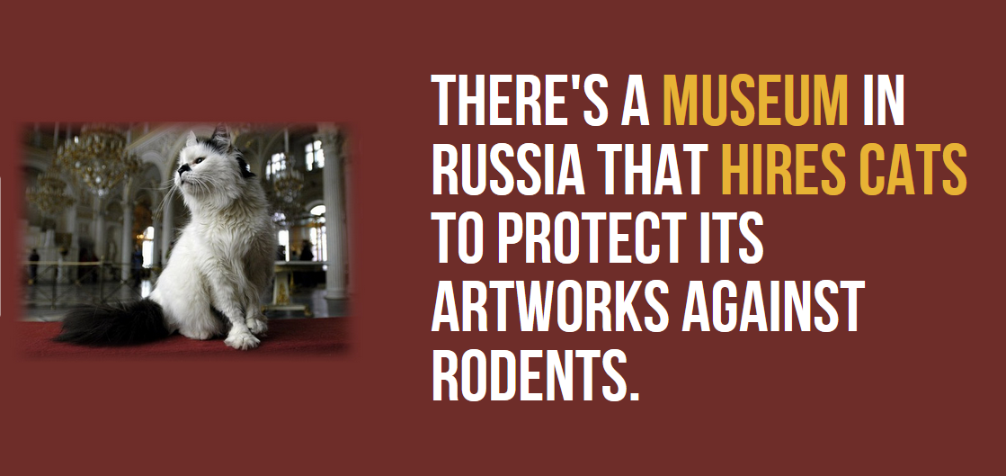 photo caption - There'S A Museum In Russia That Hires Cats To Protect Its Artworks Against Rodents.