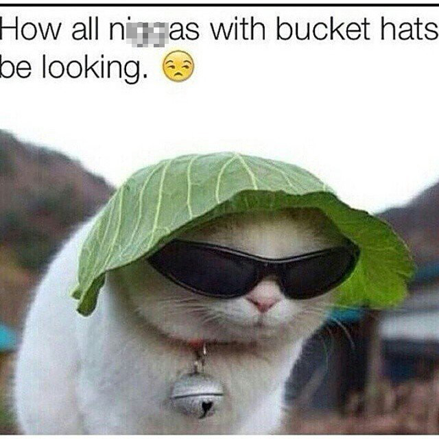 cat with leaf on head - How all nitreas with bucket hats be looking. 3