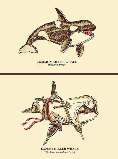 killer whale assassins creed - Common Killer Whale Orcinus Orca Expert Killer Whale Orcinus Assassinus Orca