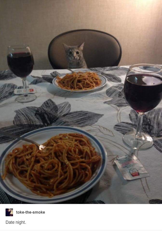 dinner with cat