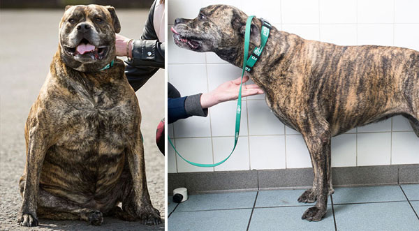 Kayla is a Mastiff type dog who, at her heaviest, weighed 61kg. Six months later she has lost 17kg.
