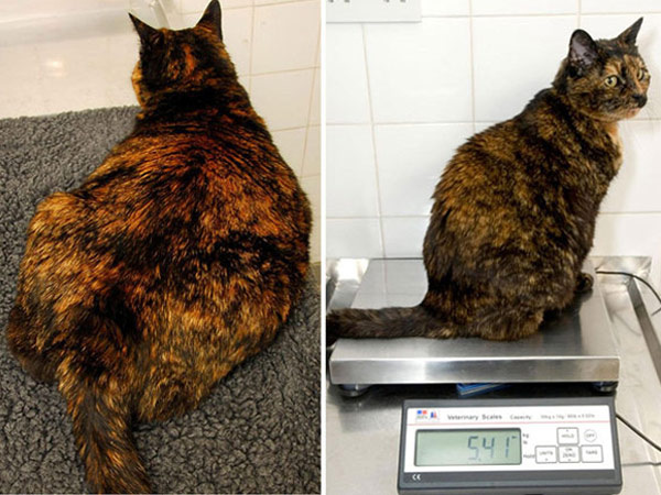 Twelve-year-old Edinburgh cat, Amber, shed an impressive 17% of her bodyweight . Amber weighed a whopping 7.3kg – making her 62% overweight and looking like a fluffy pillow.