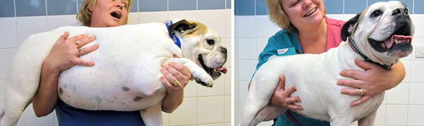 Daisy was crowned ‘pet slimmer of the year’ after losing around 8kg in weight – an impressive 27% of her bodyweight.