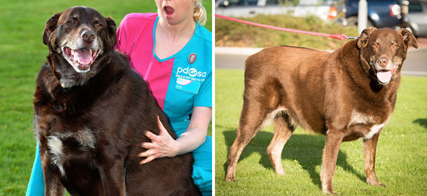 Fudge tipped the scales at a whopping 58kg, Six months later he weighs 48.8kg.