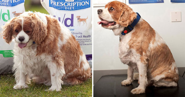 He tipped the scales at 20.5kg, around double his ideal weight. Six months on he was a far healthier 14.1kg (a loss of 6.4kg) and trimmed an impressive 20cm off his waist.