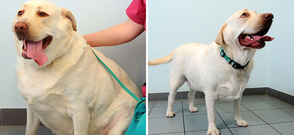 Duke was morbidly obese. Now he’s lost 5kg, 8.3% of his bodyweight and is weighing in at a healthier 55kg.