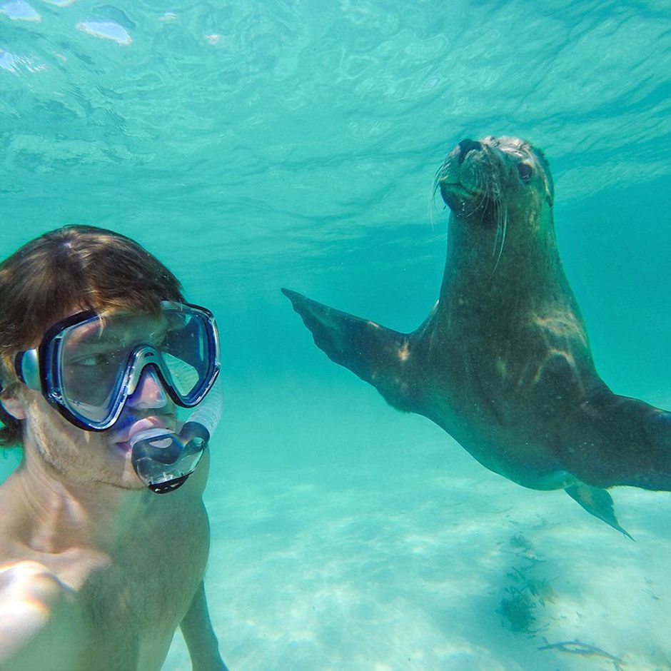 Man Takes Selfies With Animals And It Turns Out Epic
