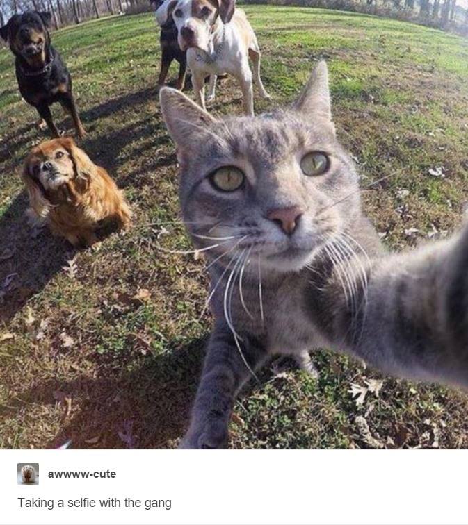 awwwwcute Taking a selfie with the gang