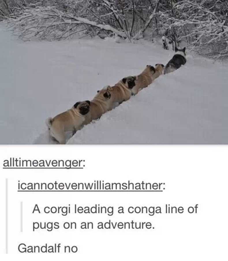 corgi pugs snow - alltimeavenger icannotevenwilliamshatner A corgi leading a conga line of pugs on an adventure. Gandalf no
