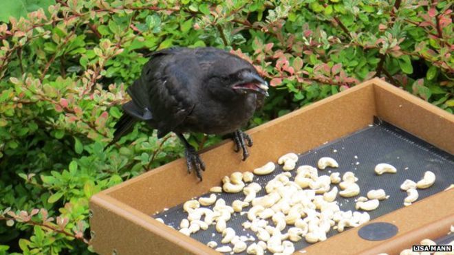 Instead of dropping the odd bit of food, she began to feed the birds on a daily basis, filling the birdbath with water and placing peanuts on feeding platforms in their backyard. Gabi also threw handfuls of dog food for her new friends to feast on.