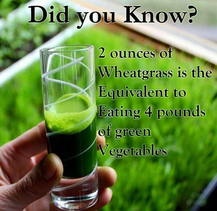 wheatgrass benefits - Did you know? 2 ounces of Wheatgrass is the Equivalent to Eating 4 pounds of green Vegetables