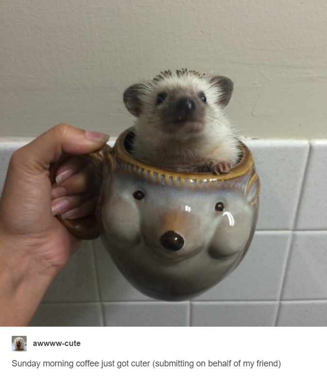 tumblr - domesticated hedgehog - awwwwcute Sunday morning coffee just got cuter submitting on behalf of my friend