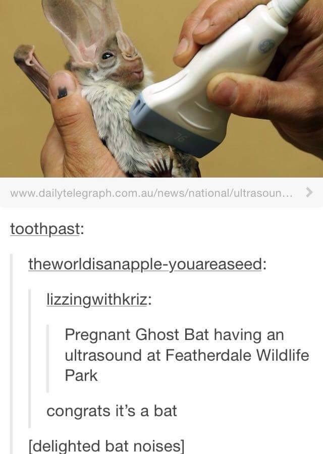 tumblr - delighted bat noises - ... > toothpast theworldisanappleyouareaseed lizzingwithkriz Pregnant Ghost Bat having an ultrasound at Featherdale Wildlife Park congrats it's a bat delighted bat noises