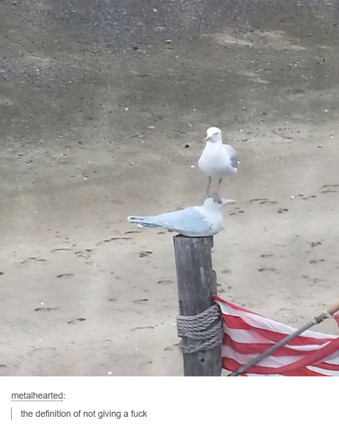 tumblr - seagulls funny - metalhearted the definition of not giving a fuck
