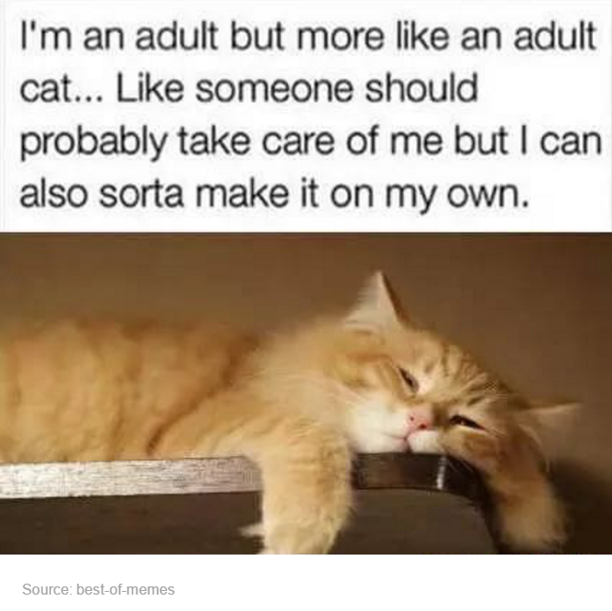 tumblr - im an adult but more like an adult cat - I'm an adult but more an adult cat... someone should probably take care of me but I can also sorta make it on my own. Source bestofmemes