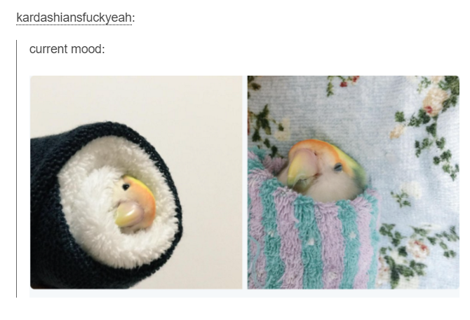 tumblr - sushi bird - kardashiansfuckyeah current mood