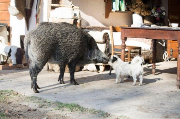 Despite the two-year-old boar being an unconventional choice of pet, the couple claim that she is fully domesticated and has lots of dog-like qualities.