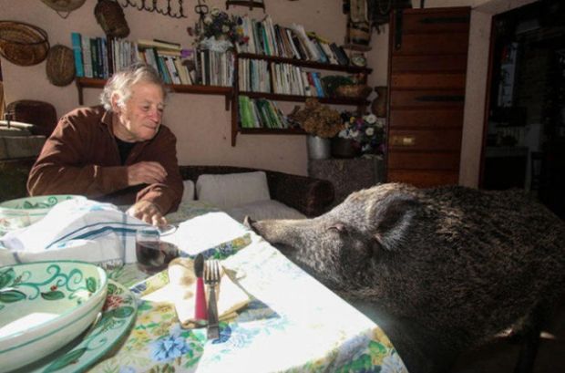 The loving boar has become particularly taken with 71-year-old Raffaele, frequently snuggling up and nuzzling him with her snout. Doriana commented: “She loves cuddling, she likes physical contact, she communicates a lot with us, she is very affectionate and we are like her parents.”