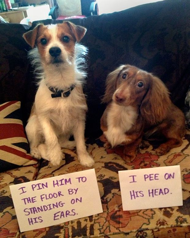 funny dog shaming - I Pee On His Head. I Pin Him To The Floor By Standing On His Ears.