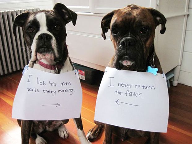 best dog shaming - I lick his man parts every morning I never return the favor.