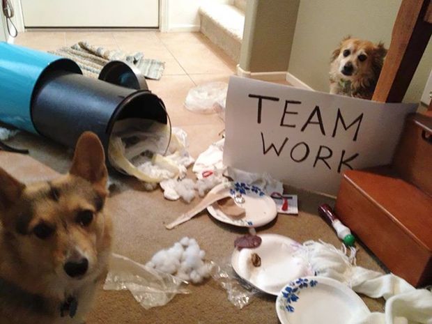 dogs teamwork - Team Work