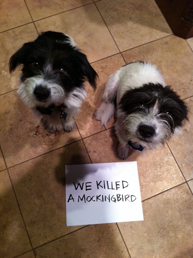 dog shaming - We Killed A Mockingbird