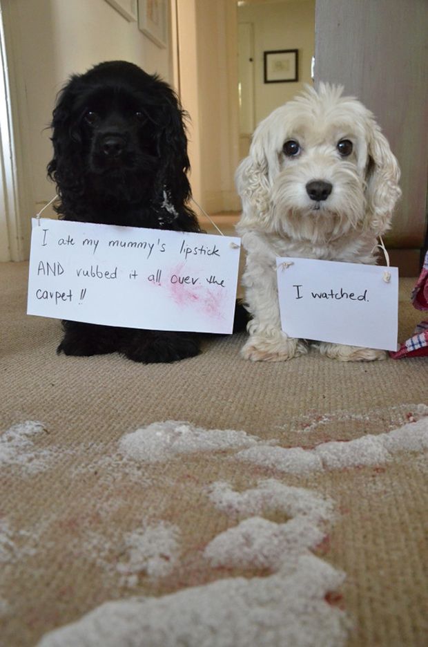 animal shaming - I ate my mummy's lipstick And rubbed it all over the carpet !! I watched.