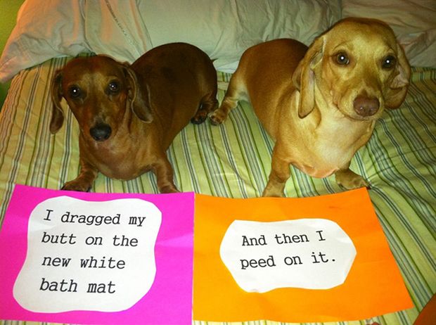 dog shaming dachshund - I dragged my butt on the new white bath mat And then I peed on it.