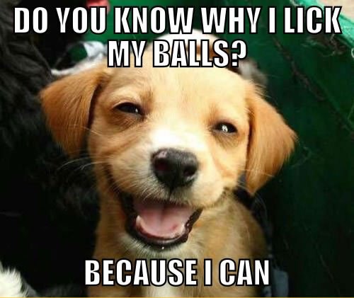 most funny dogs - Do You Know Why I Lick My Balls? Because I Can
