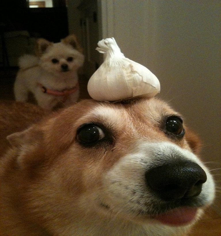 dogs with stuff on their heads