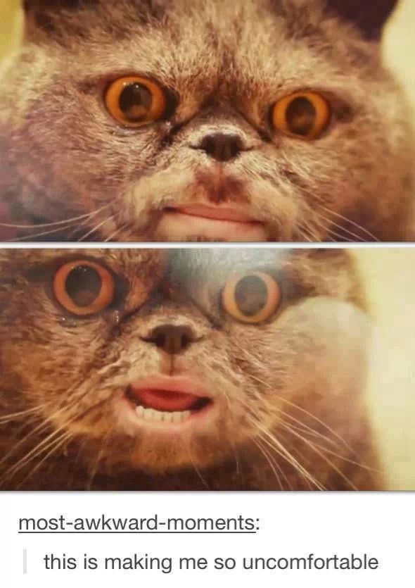 cat has allergic reaction - mostawkwardmoments this is making me so uncomfortable