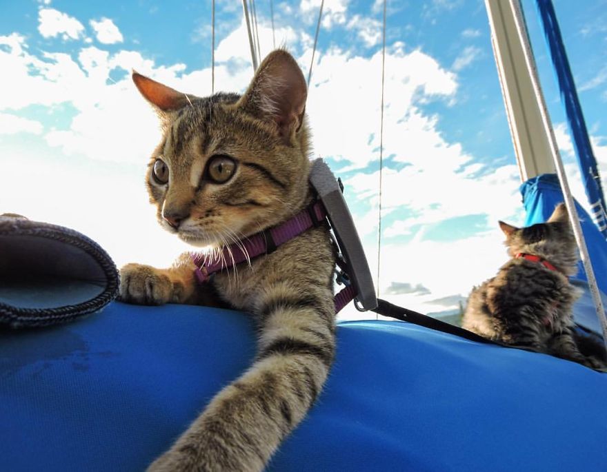 Two Cats That Have A More Adventurous Life Than Most Humans