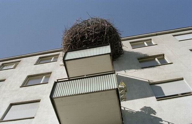 What kind of a bird has a nest that huge?