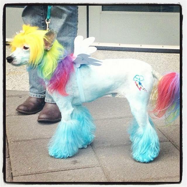 memes - rainbow dash dog