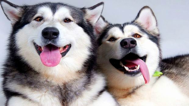 One of these is a Husky, the other a Malamute. Can you tell which one?