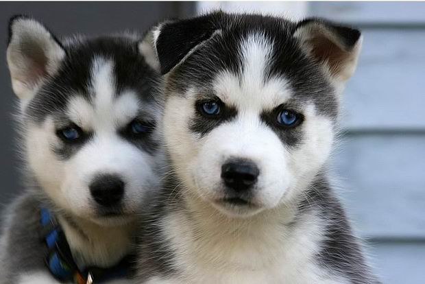 Young Husky looks like this.