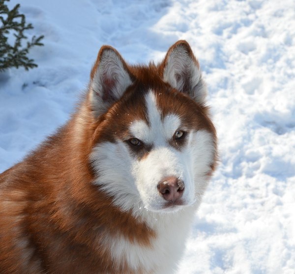 Adult Husky.