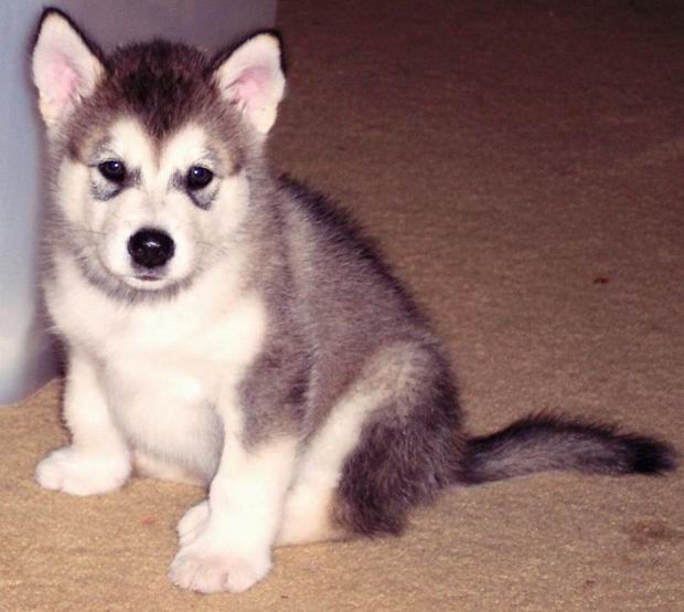 Young Malamute looks like this.