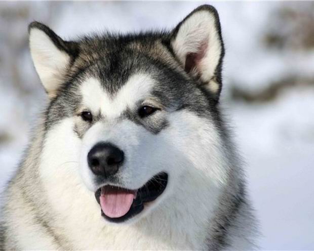 Adult Malamute looks like this. Experts say Malamutes are generally larger and there are other small differences but one thing is very distinctive. Did you guess yet?