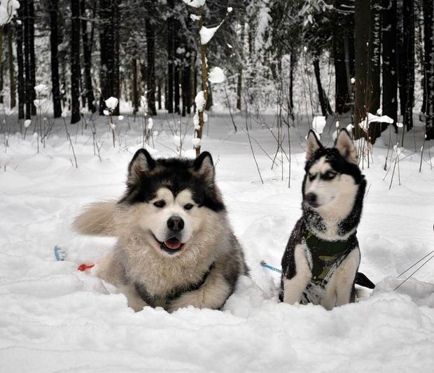 Okey. Malamutes have a heart shape on their head just above the eyes, while the Huskies have there another shape, a shape of a... penis.