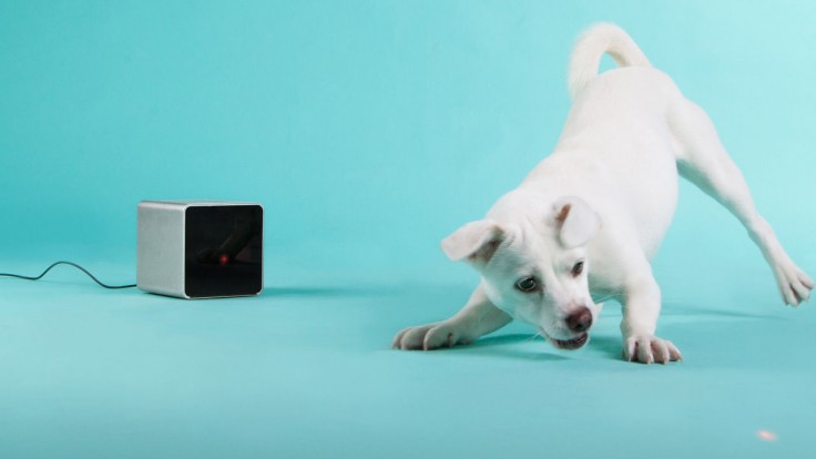 Petcube. You have dog you can't leave cause he'll get crazy? This checks out on the dog, lets you pick out stuff to get his attention or even talk to him so he won't get lonely.