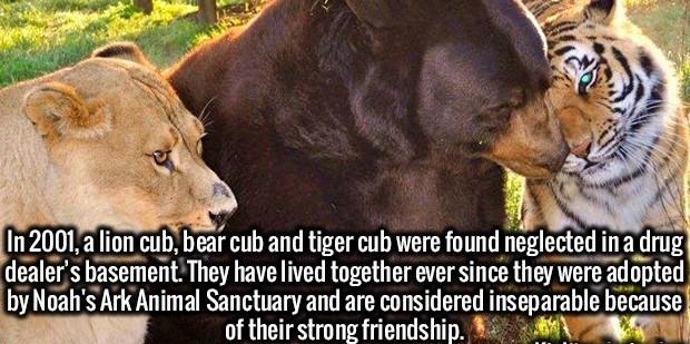 lion tiger bear friends - In 2001, a lion cub, bear cub and tiger cub were found neglected in a drug dealer's basement. They have lived together ever since they were adopted by Noah's Ark Animal Sanctuary and are considered inseparable because of their st